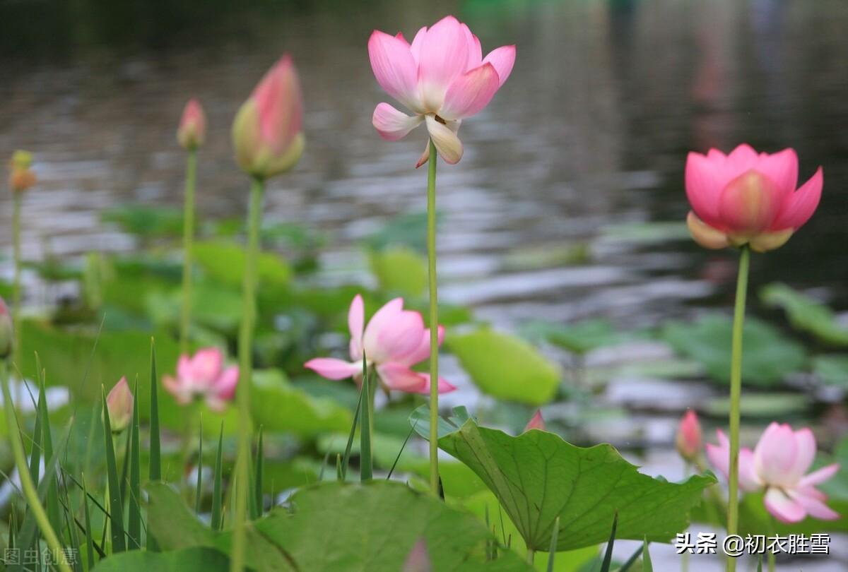 菡萏经典古诗七首（菡萏千枝发，菡萏发荷花）