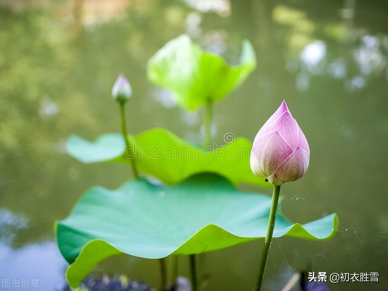 菡萏经典古诗七首（菡萏千枝发，菡萏发荷花）