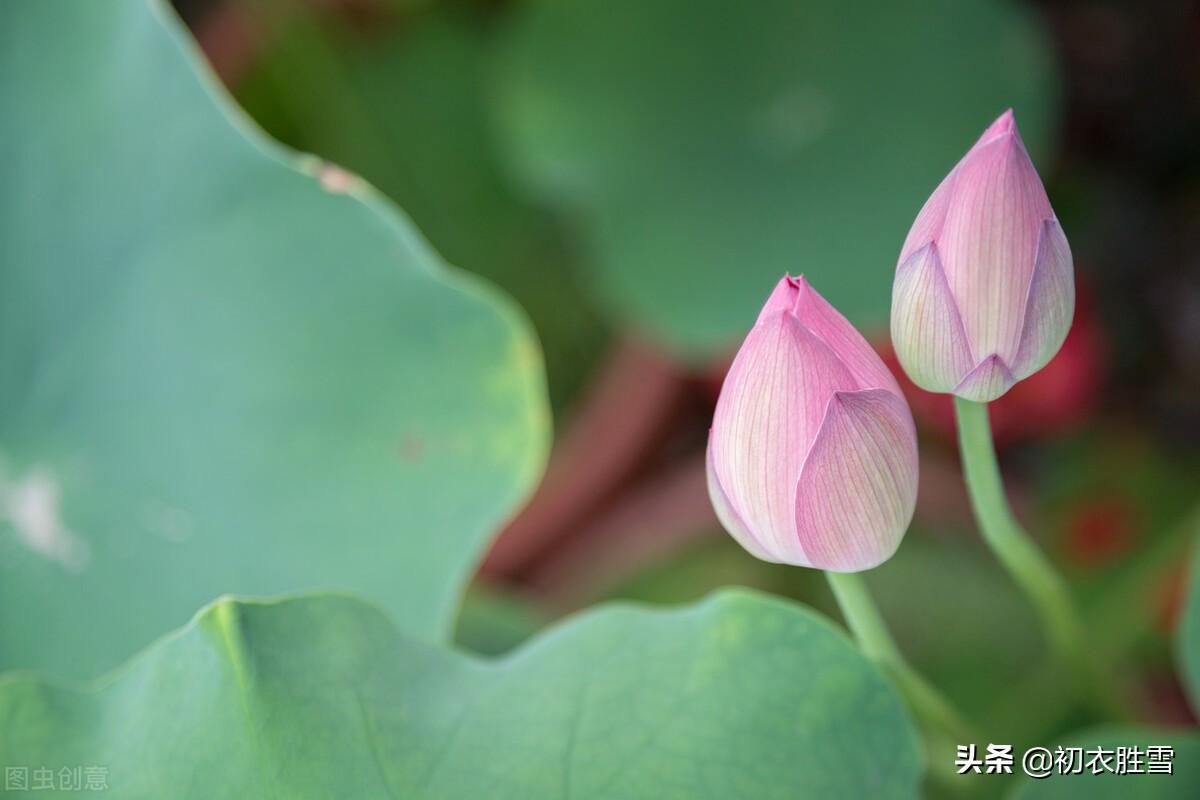 菡萏经典古诗七首（菡萏千枝发，菡萏发荷花）