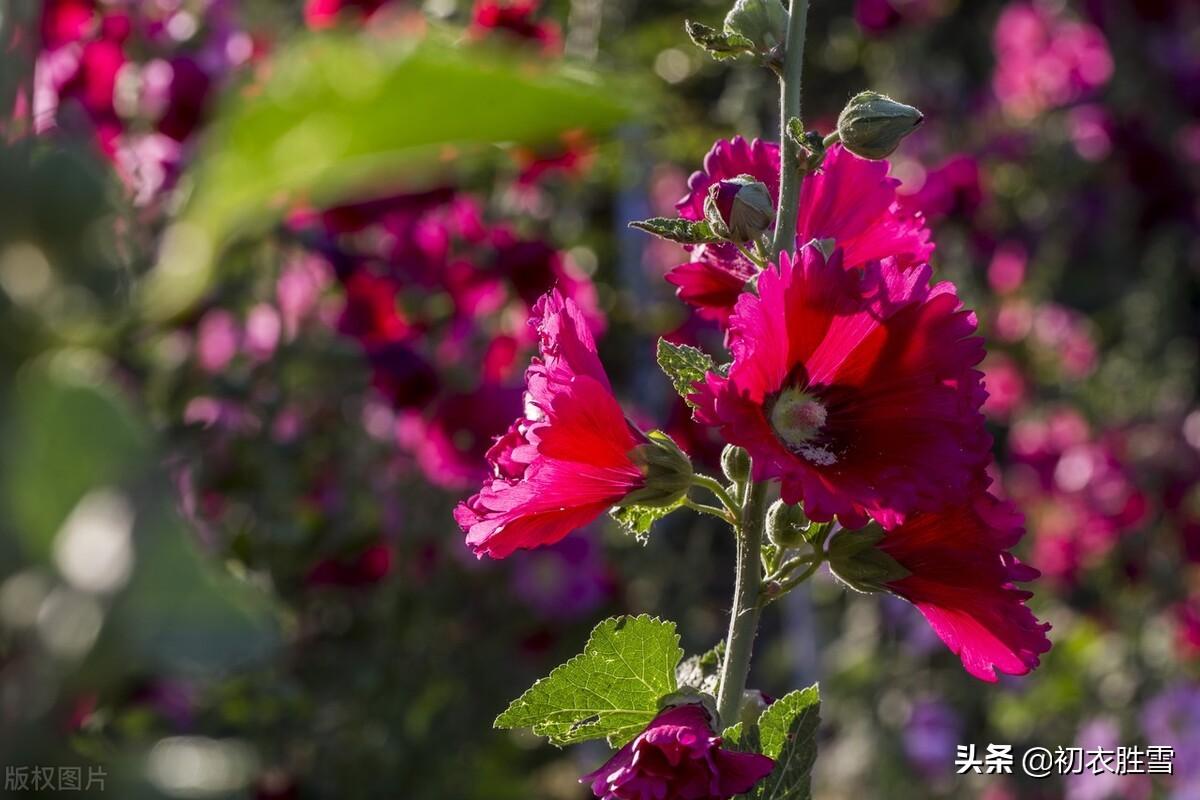 夏花蜀葵古诗词九首鉴赏（一丈高枝花百朵，值得名为一丈红）