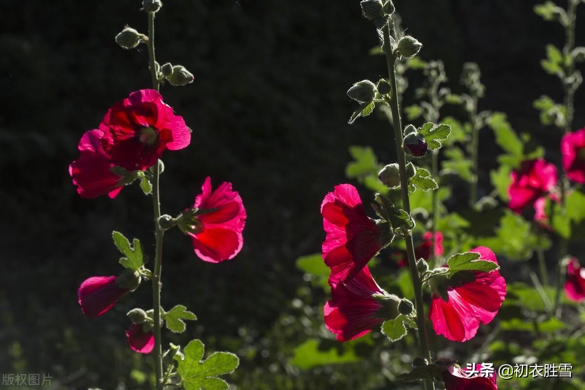 夏花蜀葵古诗词九首鉴赏（一丈高枝花百朵，值得名为一丈红）