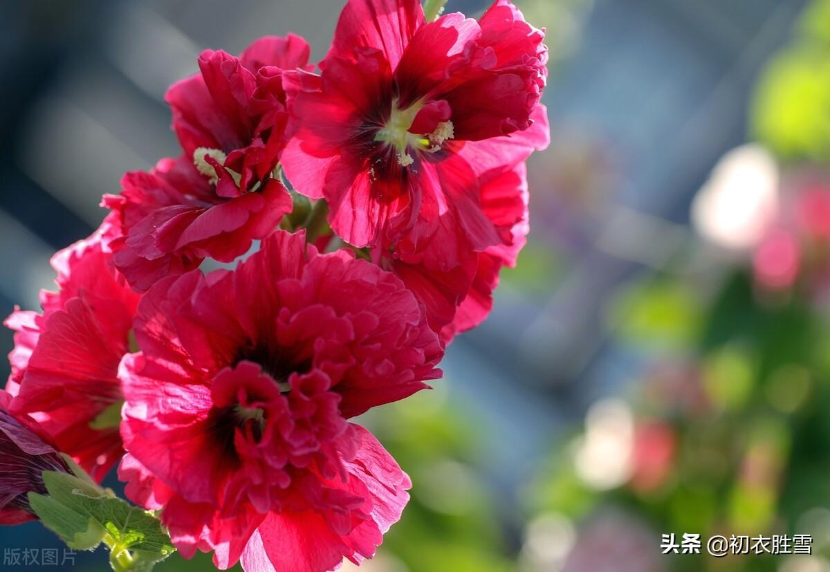 夏花蜀葵古诗词九首鉴赏（一丈高枝花百朵，值得名为一丈红）