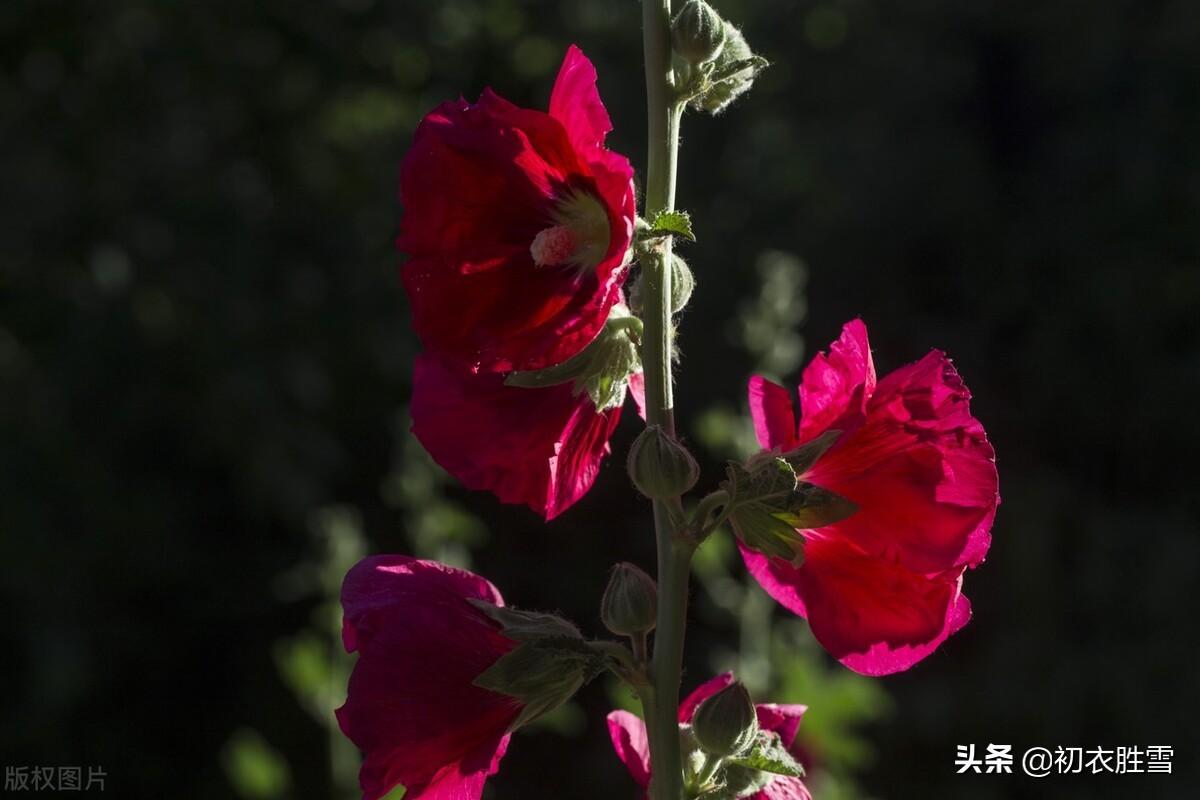 夏花蜀葵古诗词九首鉴赏（一丈高枝花百朵，值得名为一丈红）