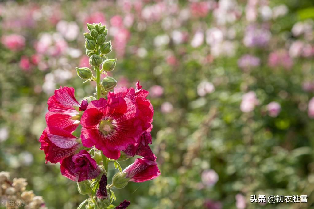 夏花蜀葵古诗词九首鉴赏（一丈高枝花百朵，值得名为一丈红）