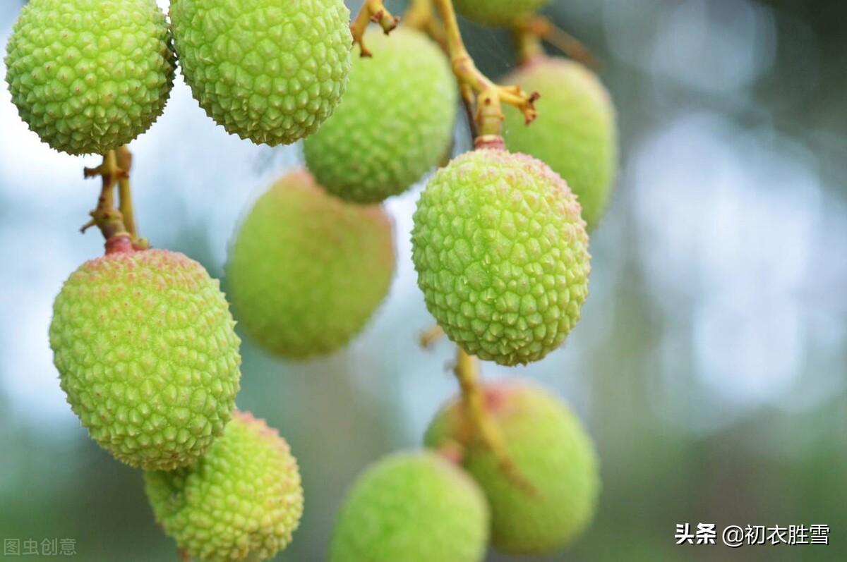 杜甫荔枝五首唯美古诗（荔枝还复入长安，红颗酸甜只自知）