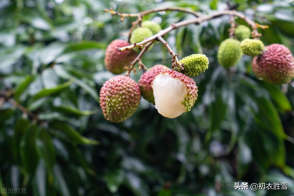 杜甫荔枝五首唯美古诗（荔枝还复入长安，红颗酸甜只自知）