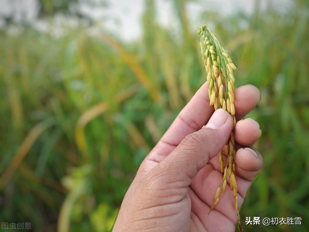 二十四节气芒种经典诗词六首（村村逐芒种，播谷满菑田）