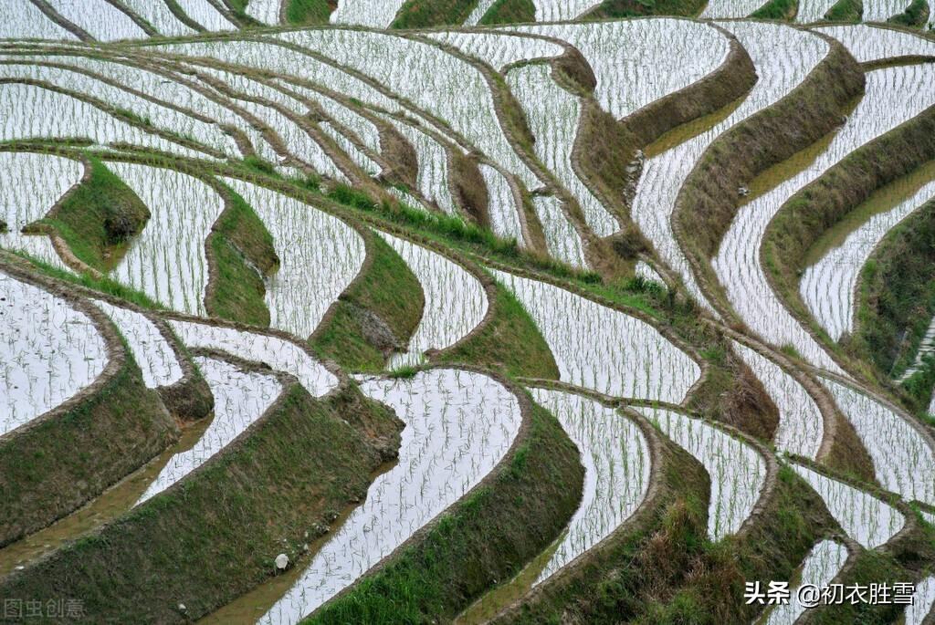 二十四节气芒种古诗六首赏析（时雨及芒种，四野皆插秧）