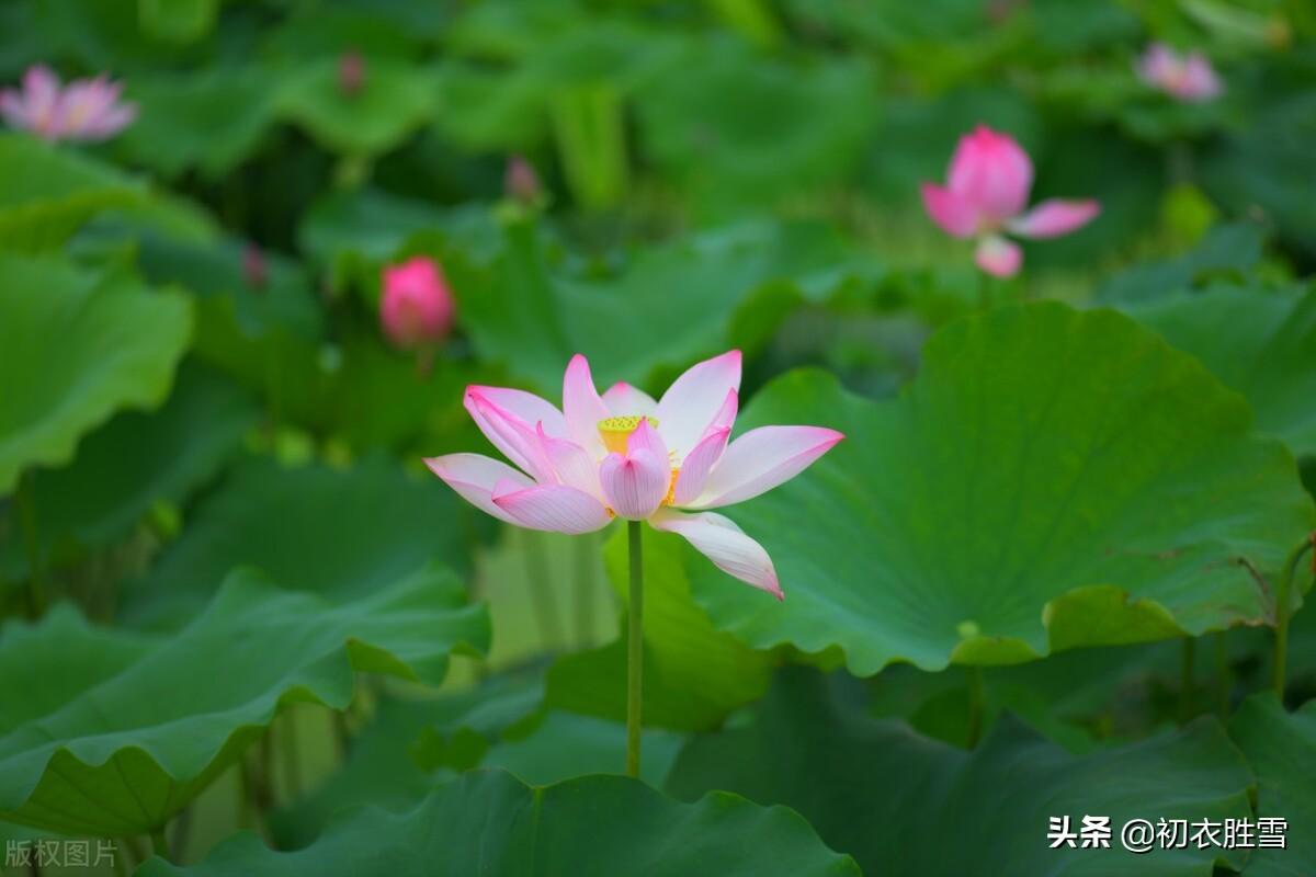 荷花大暑经典诗词（仲夏五月荷花八首古诗句）