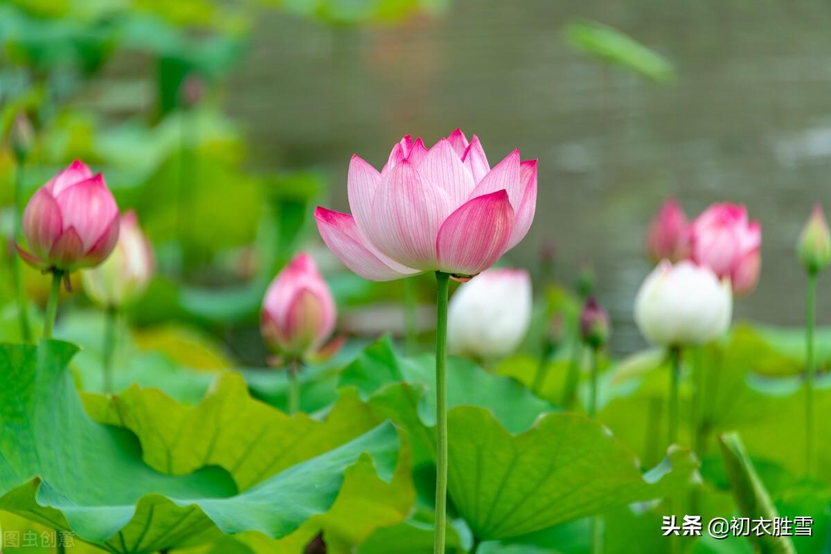 仲夏五月古诗七首鉴赏（数枝石榴发，一丈荷花开）