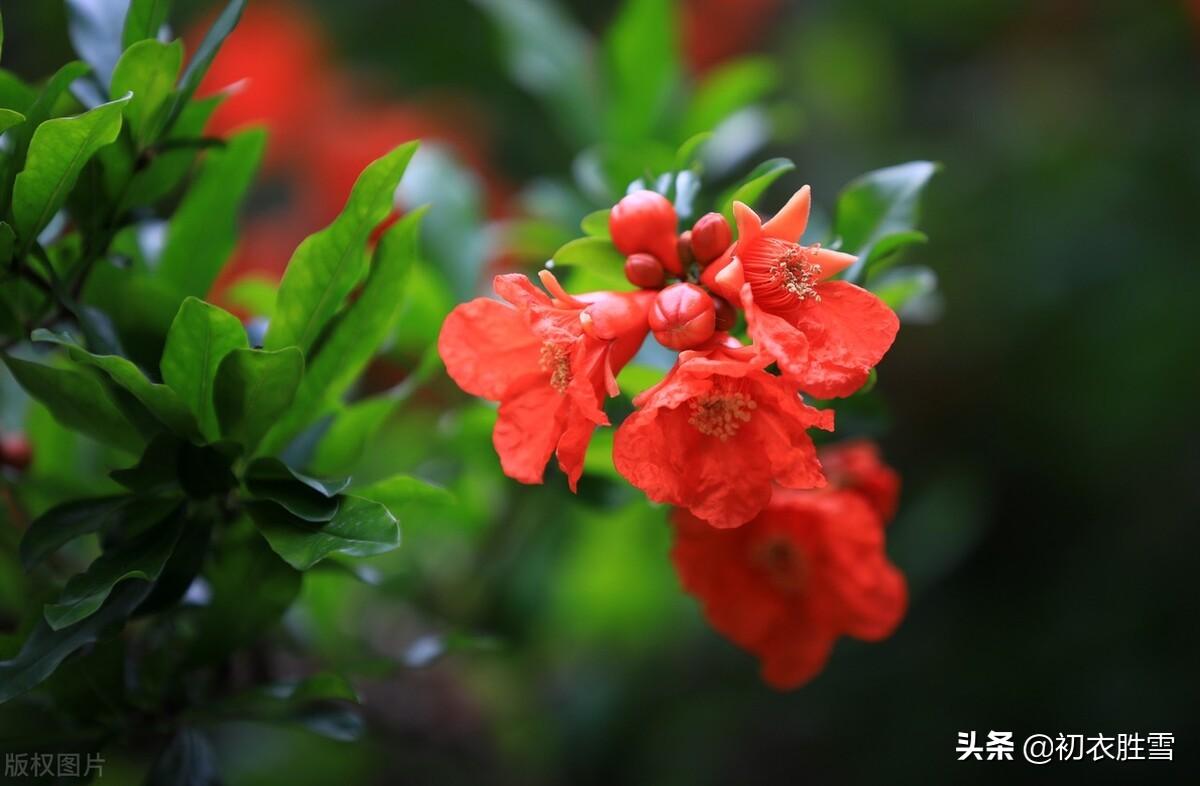 仲夏五月古诗七首鉴赏（数枝石榴发，一丈荷花开）