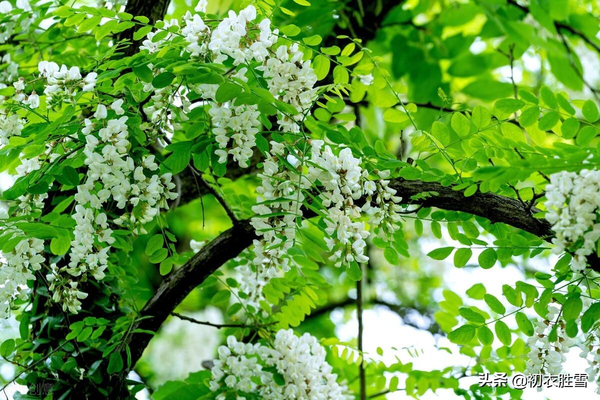 仲夏五月古诗七首鉴赏（数枝石榴发，一丈荷花开）