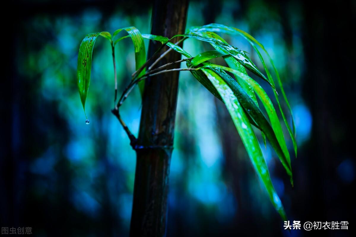 清新夏竹绝句七首鉴赏（年年到朱夏，叶叶是清风）