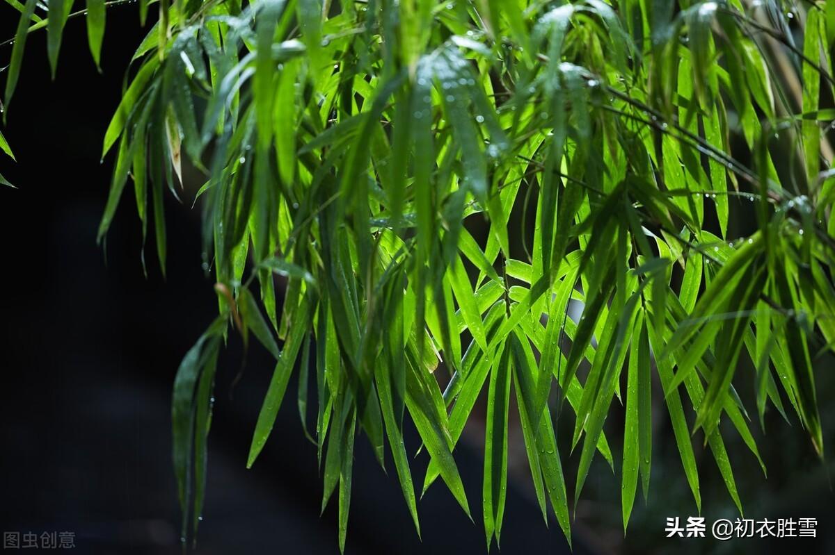 清新夏竹绝句七首鉴赏（年年到朱夏，叶叶是清风）