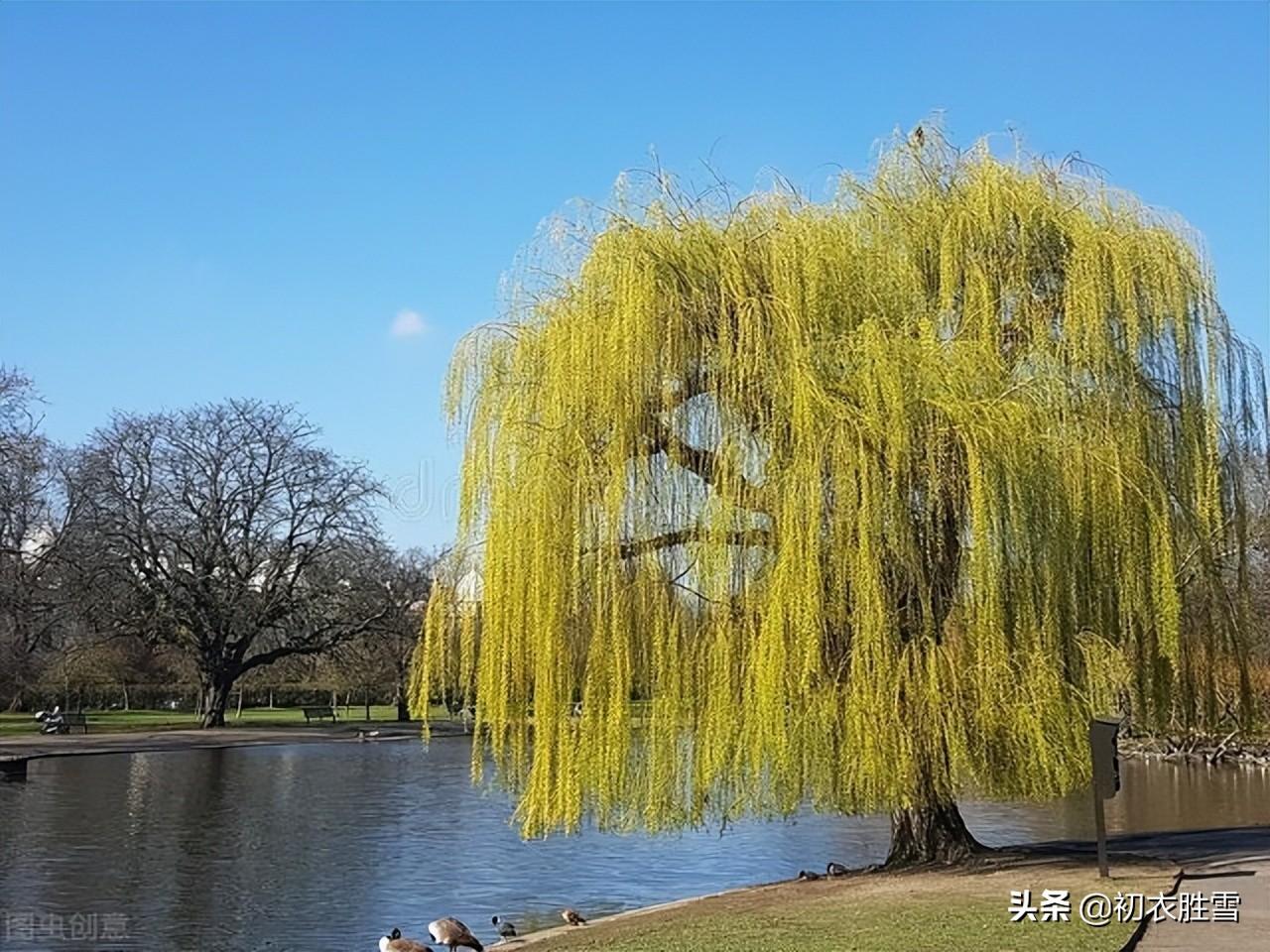 西湖夏柳诗词七首（夏景已多趣，岸柳自攲斜）