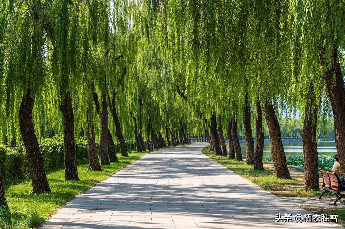 西湖夏柳诗词七首（夏景已多趣，岸柳自攲斜）