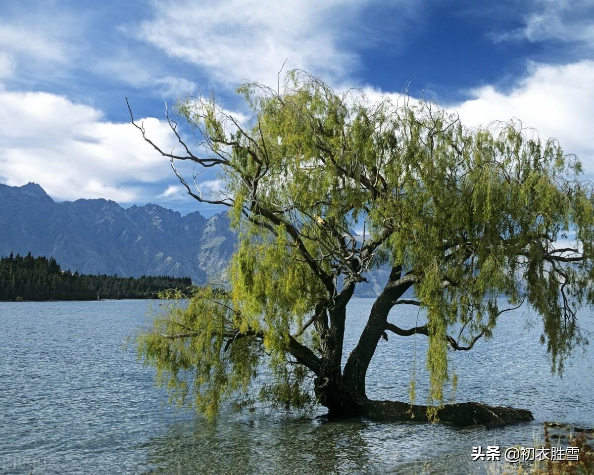 西湖夏柳诗词七首（夏景已多趣，岸柳自攲斜）