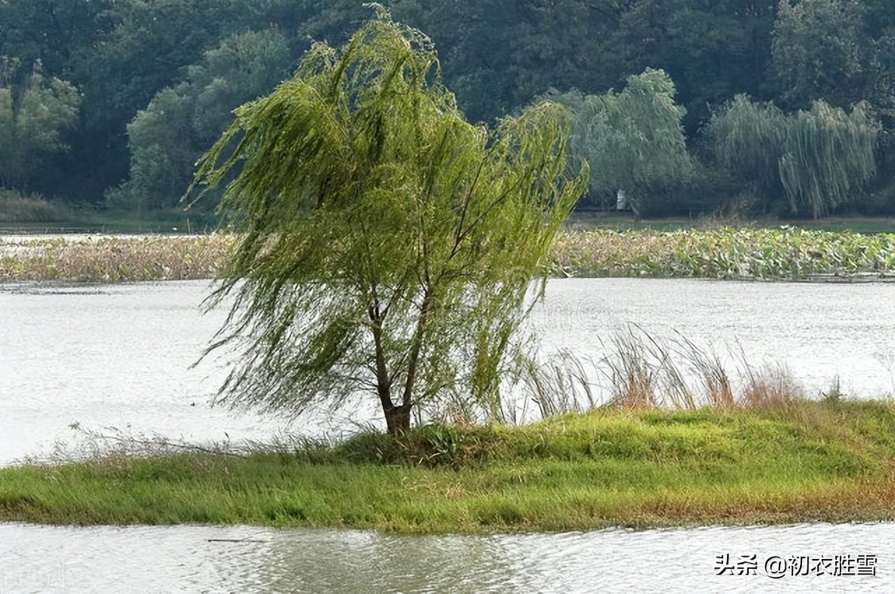 西湖夏柳诗词七首（夏景已多趣，岸柳自攲斜）