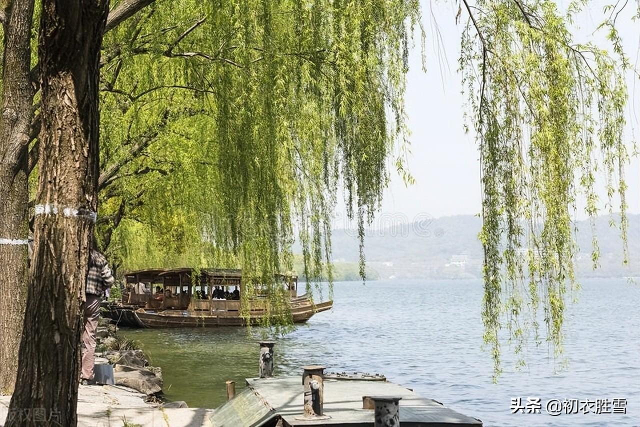 西湖夏柳诗词七首（夏景已多趣，岸柳自攲斜）