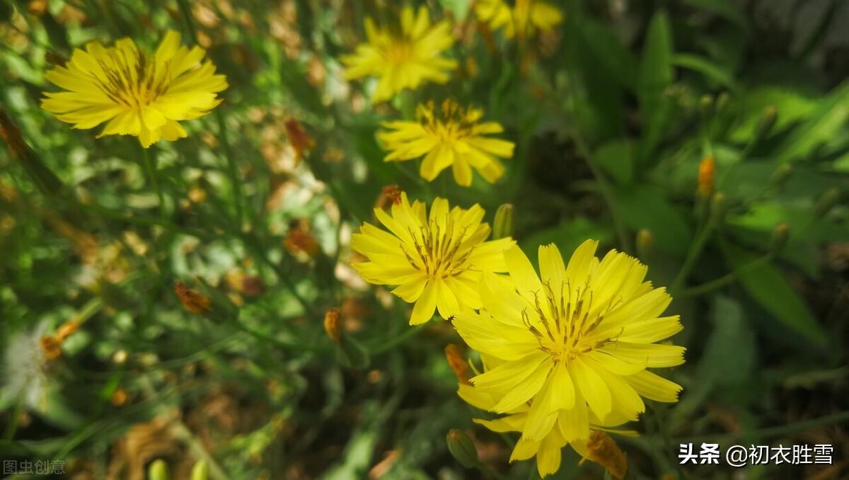 苦菜小满诗词名句（苦菜古诗八首鉴赏）