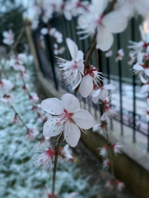 昨天晚上下了一夜的雪作文（《昨夜下雪了》）