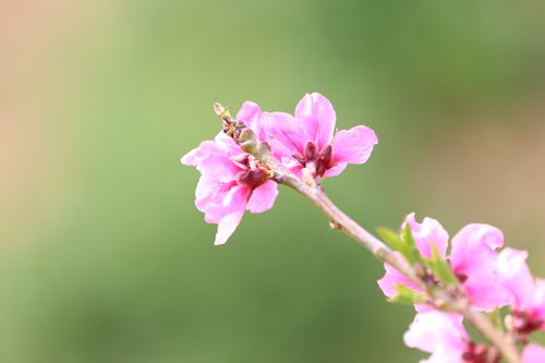 以幸福为话题写开头（《幸福花开——一朵开在心底的花》）