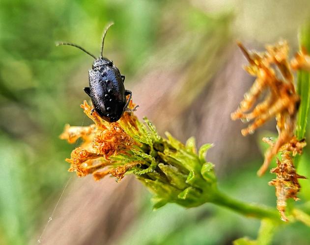 以描写昆虫为话题的作文题目（《Insect'sEyeView》）