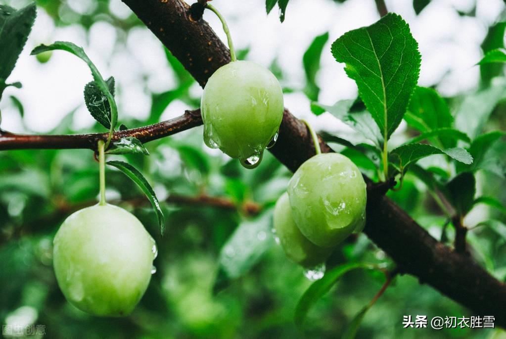 雨水经典诗词有哪些（初夏雨水唯美古诗八首）