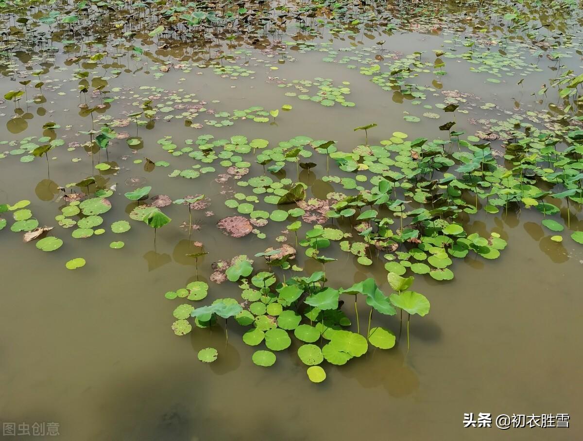 荷花大暑经典诗词（早夏荷钱美诗六首）