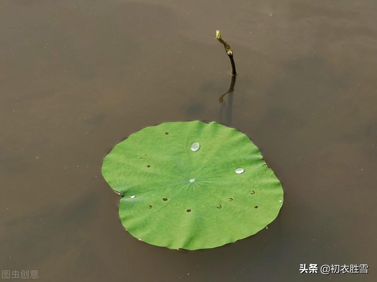 荷花大暑经典诗词（早夏荷钱美诗六首）