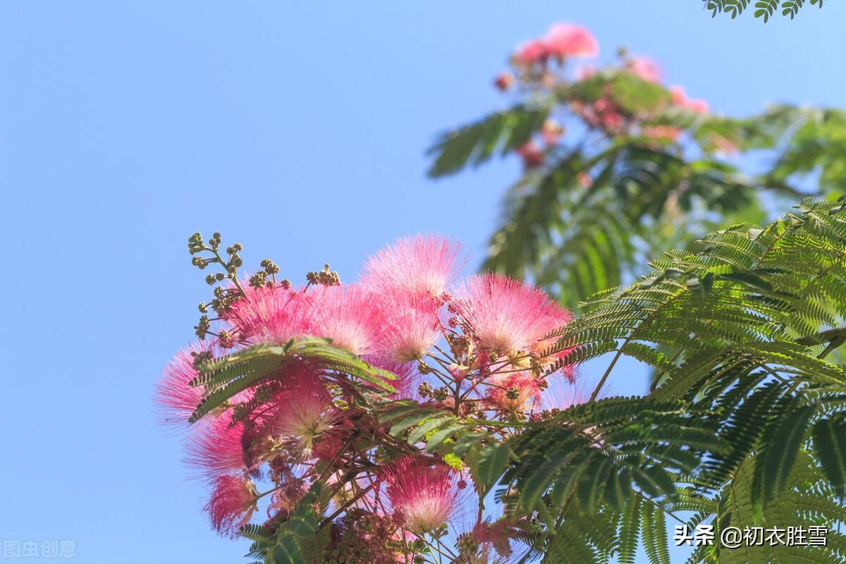 合欢花经典诗词有哪些（推荐深情合欢花诗词五首）