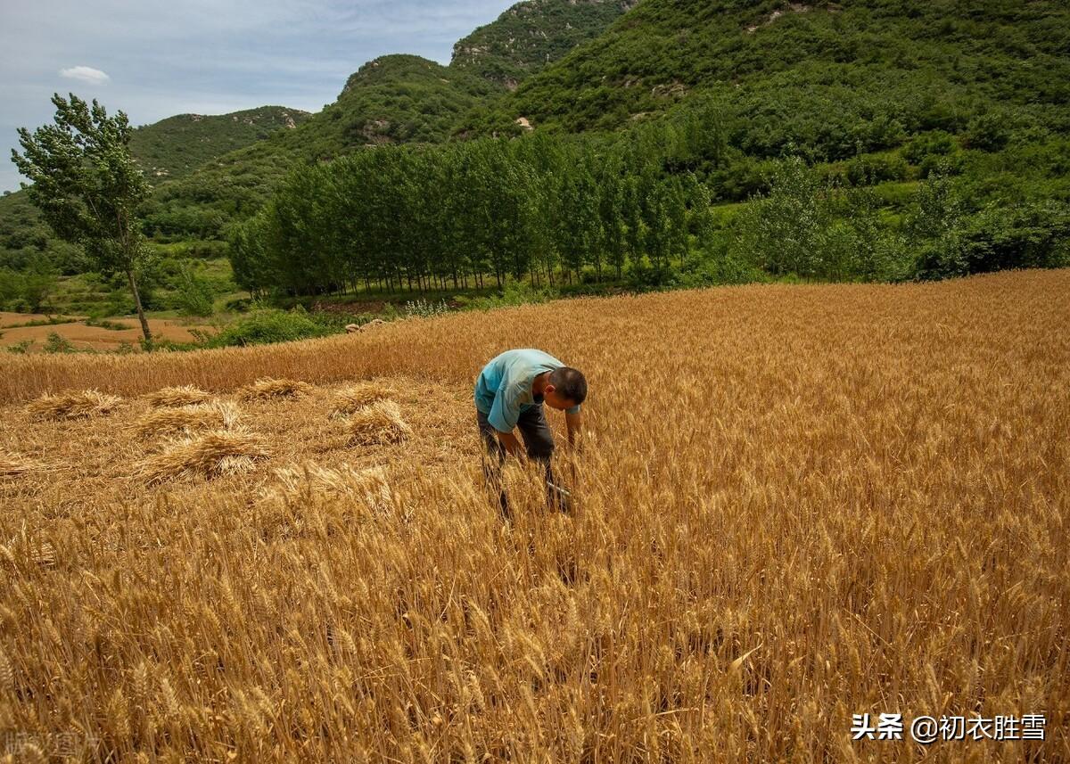 麦秋经典古诗七首（麦秋桑叶大，麦秋田野喧）