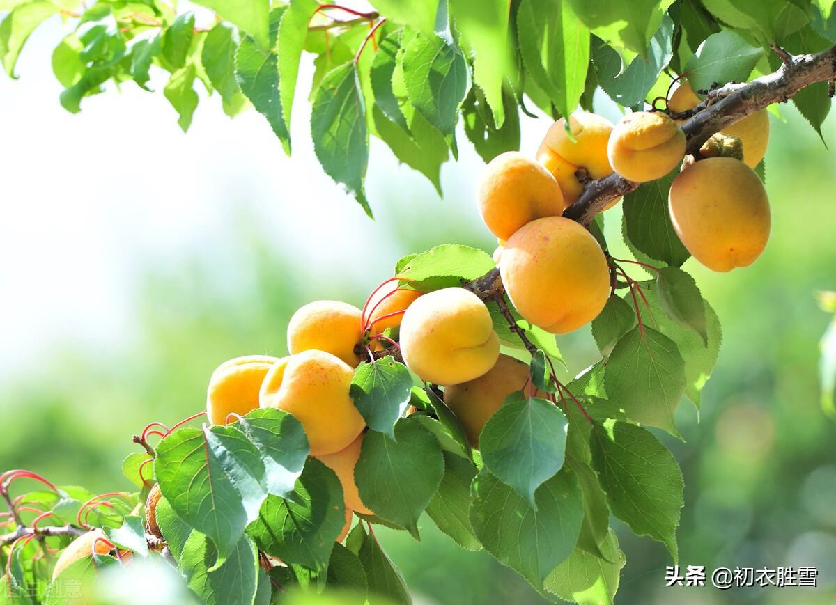 杏子经典诗词大全（早夏明丽杏子诗词六首）