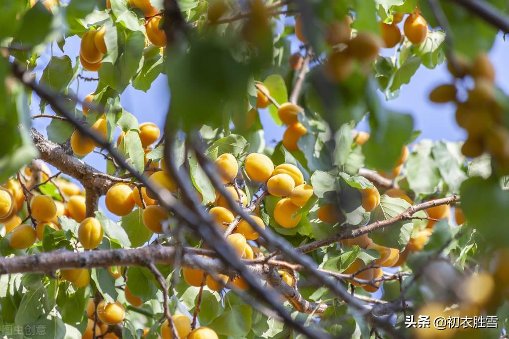 杏子经典诗词大全（早夏明丽杏子诗词六首）