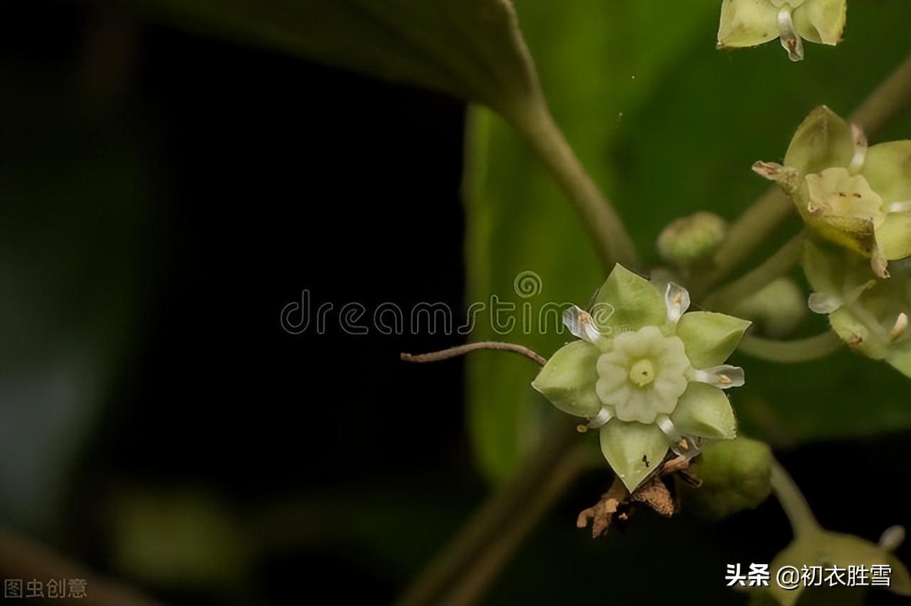 早夏枣花优美古诗九首（枣下何纂纂，枣花香细细）