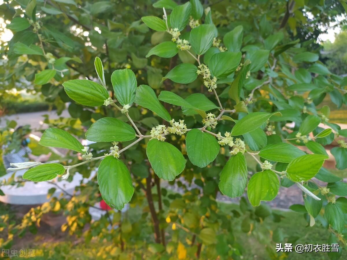 早夏枣花优美古诗九首（枣下何纂纂，枣花香细细）