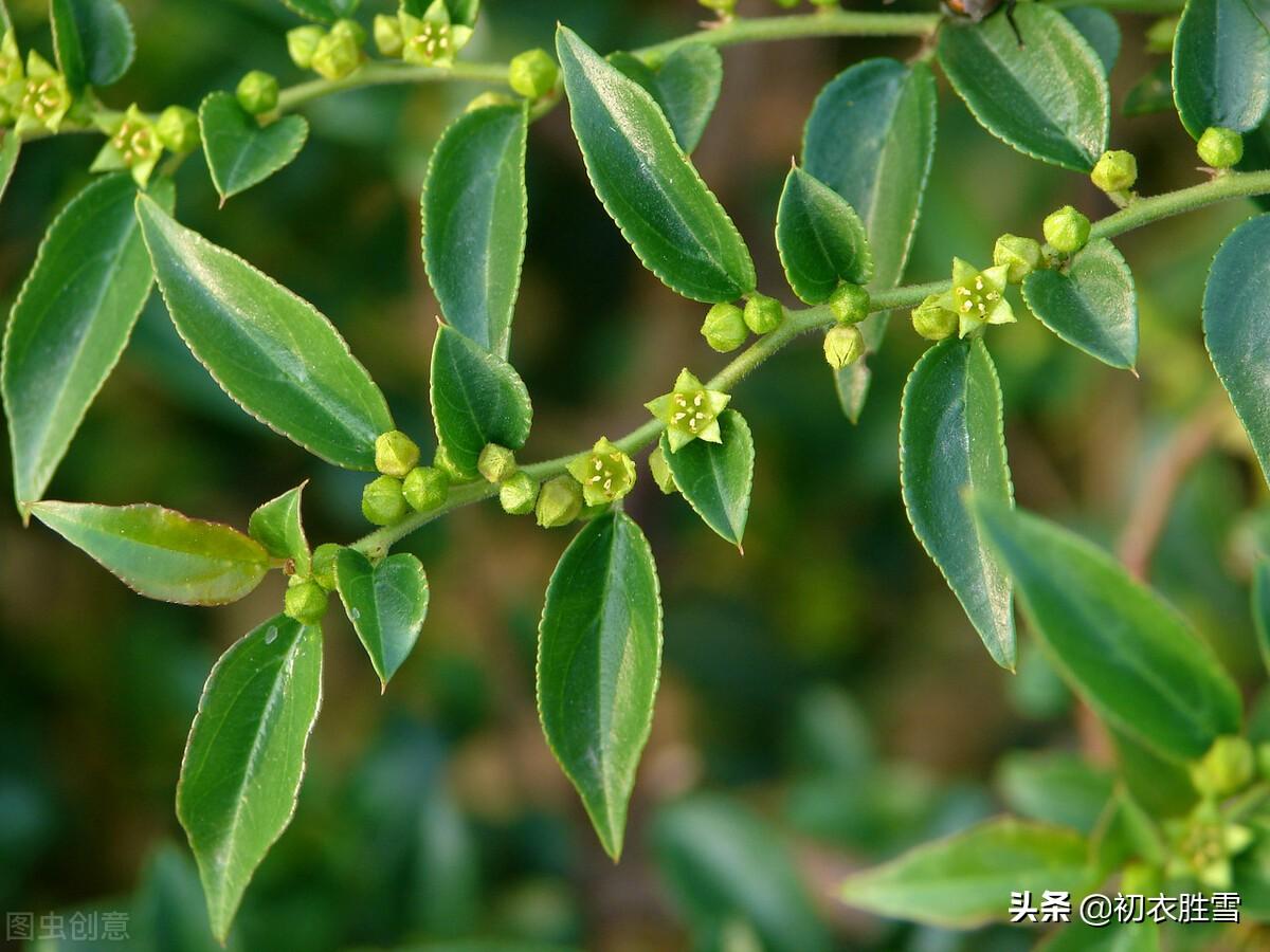 早夏枣花优美古诗九首（枣下何纂纂，枣花香细细）