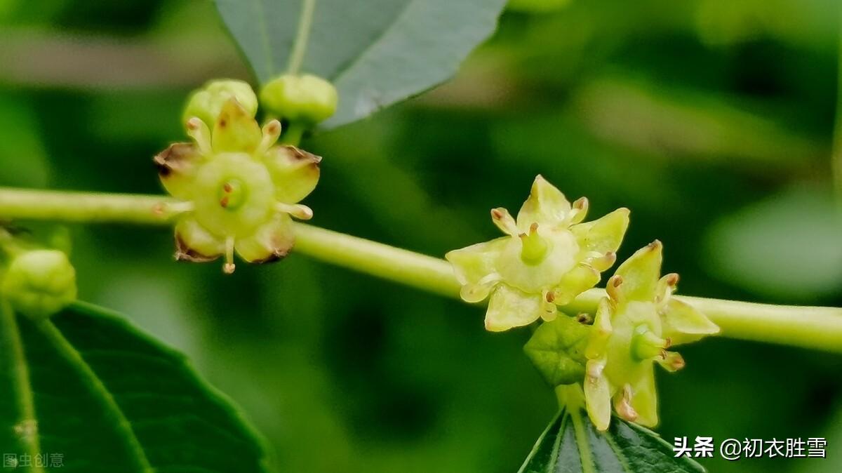 早夏枣花优美古诗九首（枣下何纂纂，枣花香细细）