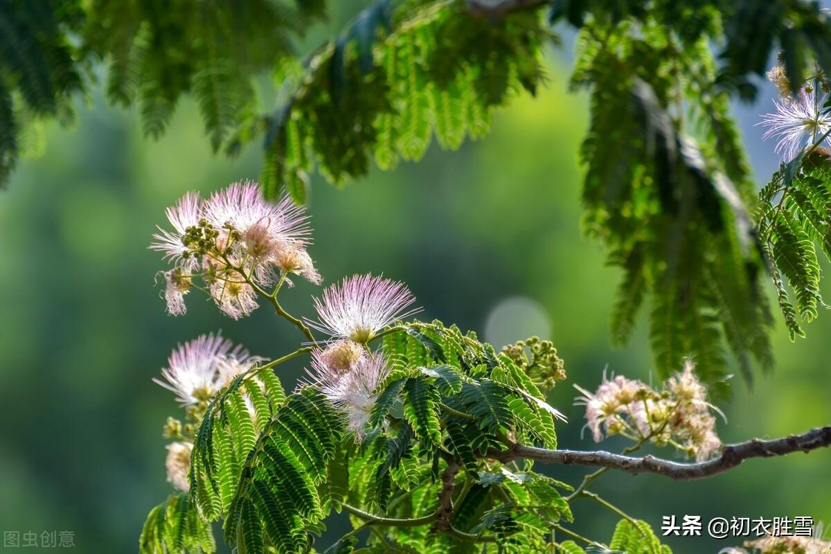 先唐时期合欢优美诗词六首（合欢分四照，同心影万年）