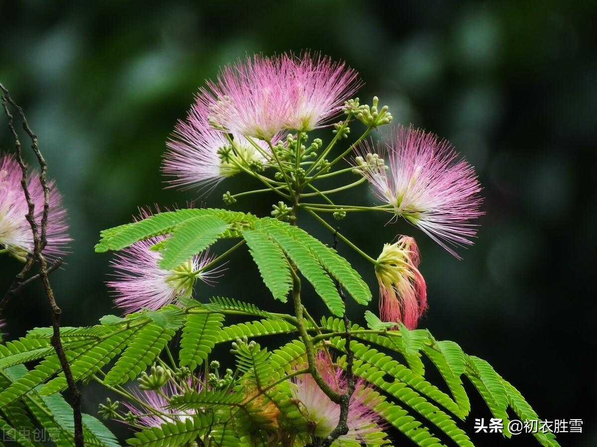 初夏萱草合欢诗词七首鉴赏（中庭植合欢，满庭萱草长）