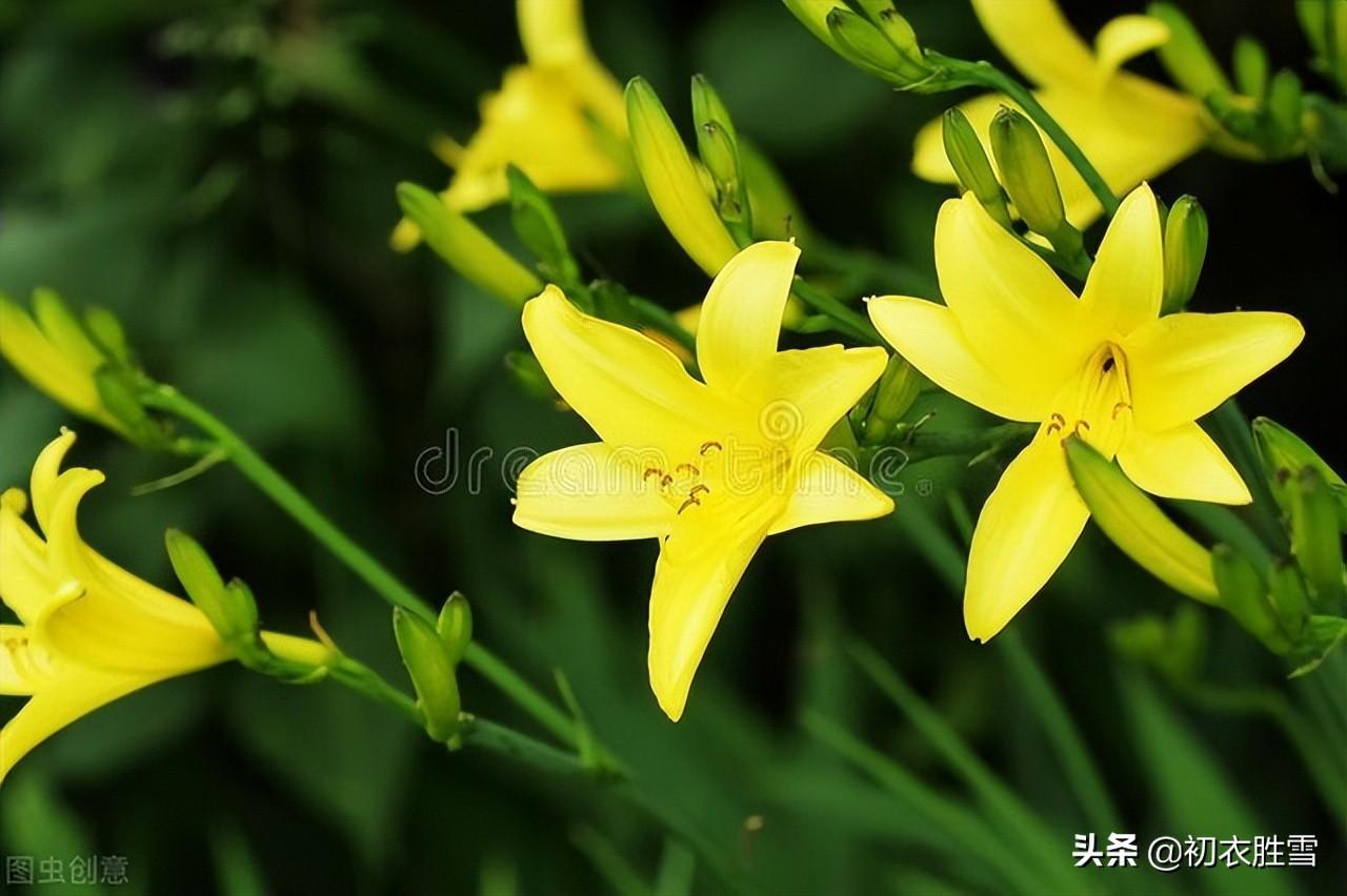 初夏萱草合欢诗词七首鉴赏（中庭植合欢，满庭萱草长）