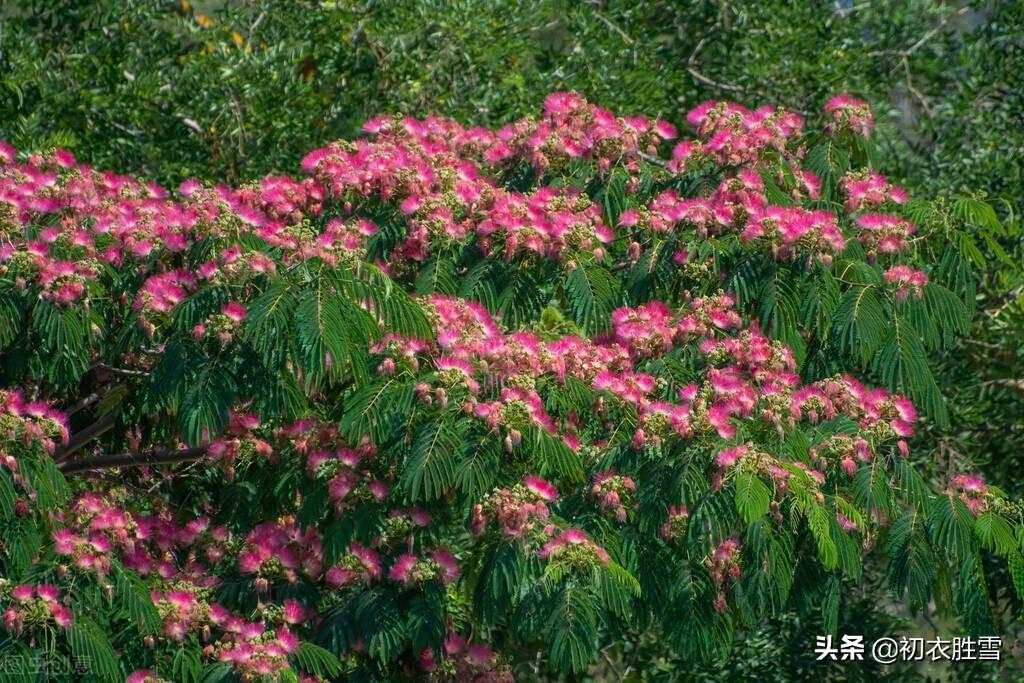 初夏萱草合欢诗词七首鉴赏（中庭植合欢，满庭萱草长）