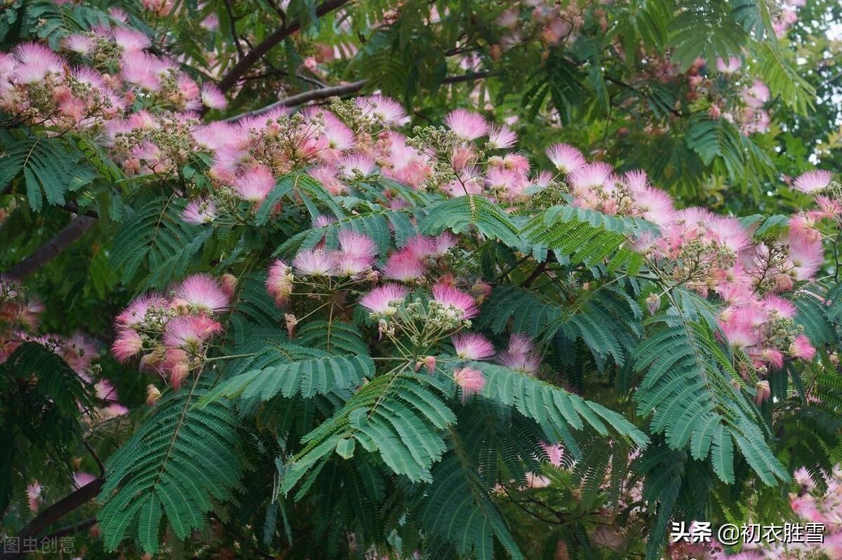 初夏萱草合欢诗词七首鉴赏（中庭植合欢，满庭萱草长）