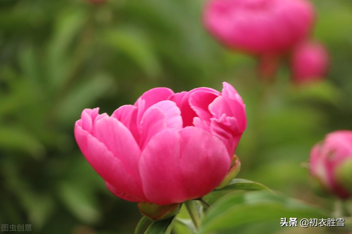 早夏明艳芍药诗词八首（芍药是何本，落在夏庭中）