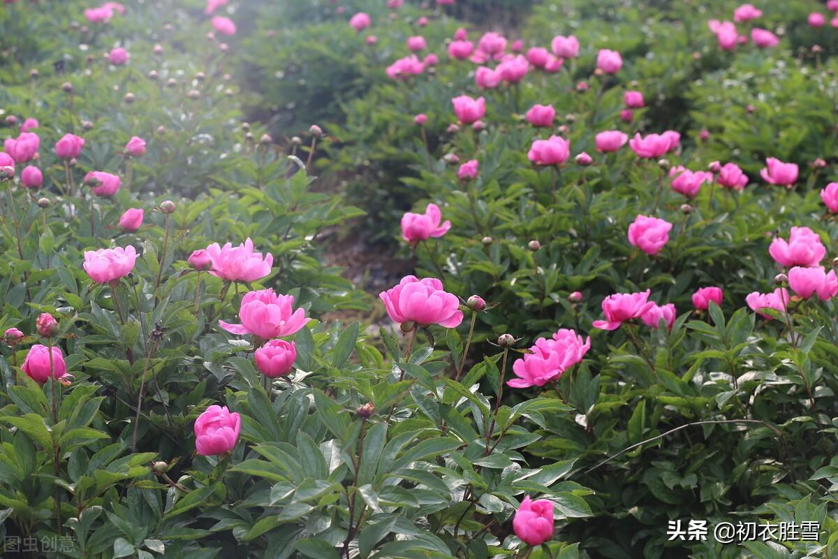 早夏明艳芍药诗词八首（芍药是何本，落在夏庭中）