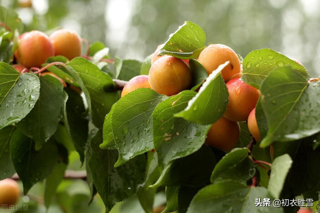 相思经典诗词有哪些（夏日长相思优美诗词七首）