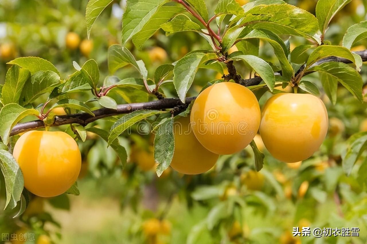 小满经典诗词大全鉴赏（二十四节气之小满七首）