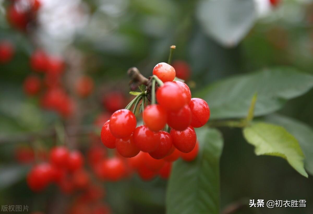 夏天樱桃优美古诗七首（红垂果蒂樱桃重，摘下盘中颗颗香）