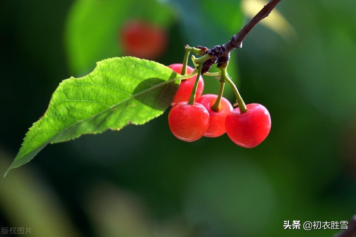 夏天樱桃优美古诗七首（红垂果蒂樱桃重，摘下盘中颗颗香）