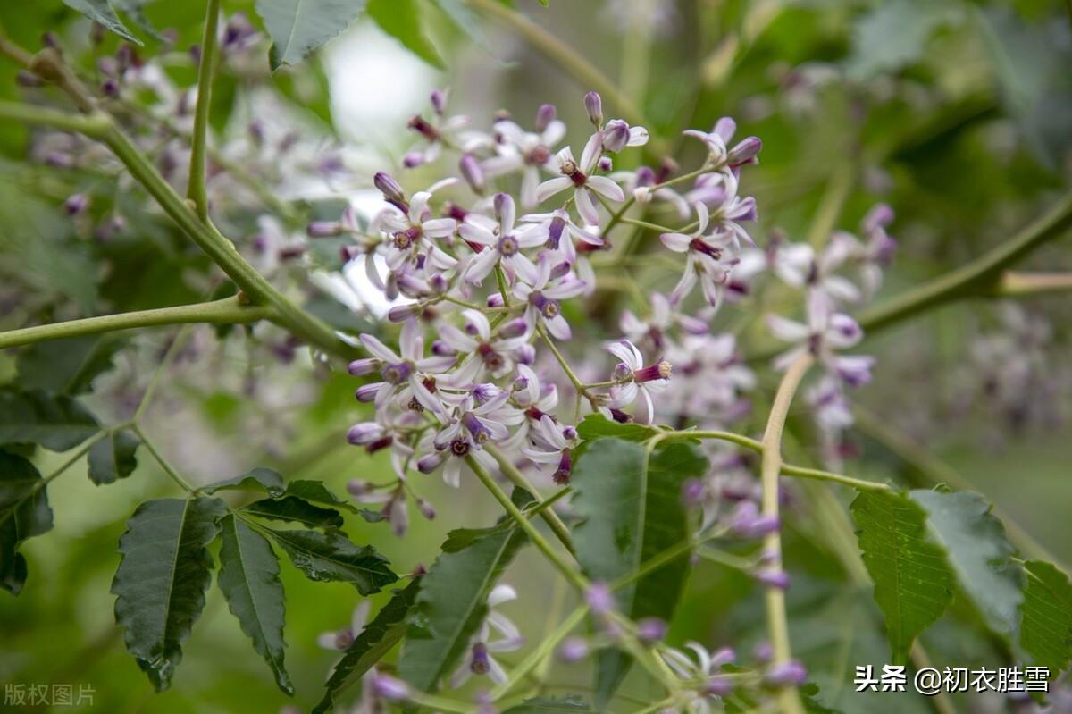 楝花经典诗词有哪些（晚春早夏楝花七首）